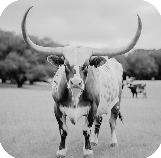 Texas Longhorn Standing In Pasture V1 Drink Coaster 264956 2557 264956