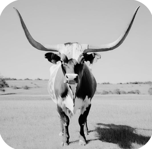 Texas Longhorn Standing In Pasture V3 Drink Coaster 264958 2559 264958