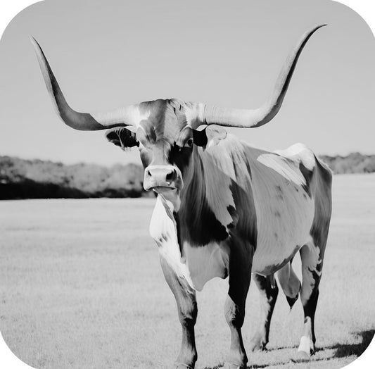 Texas Longhorn Standing In Pasture V4 Drink Coaster 264959 2560 264959