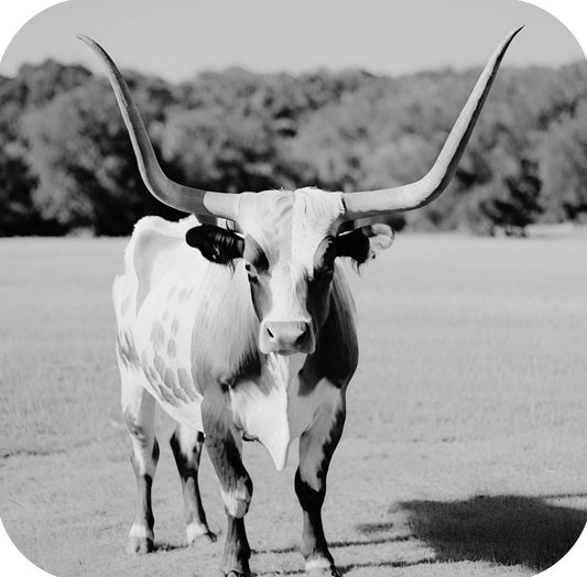 Texas Longhorn Standing In Pasture V5 Drink Coaster 264960 2561 264960