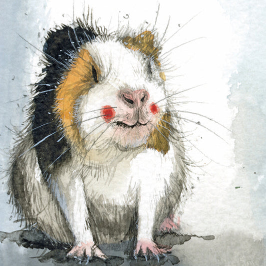 ALEX CLARK GUINEA PIG COASTER C240 265226 C240 265226