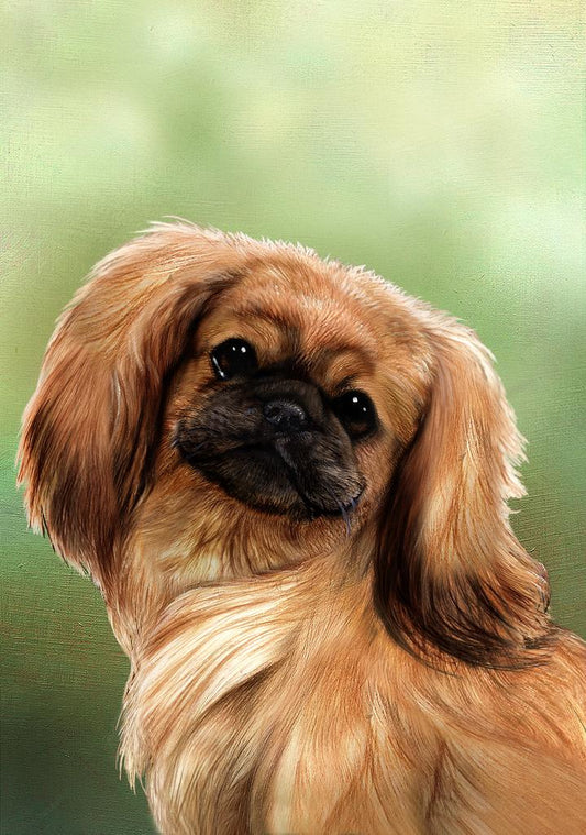 Pekingese Dog by Tamara Burnett Box of 10 Blank Note Cards 4x5 266620 1083-4x5