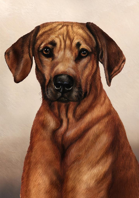 Rhodesian Ridgeback Dog by Tamara Burnett Box of 10 Blank Note Cards 4x5 266627 1089-4x5
