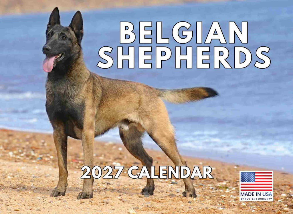 Belgian Shepherd Calendar 2027 Monthly Wall | American Made In The USA 267896