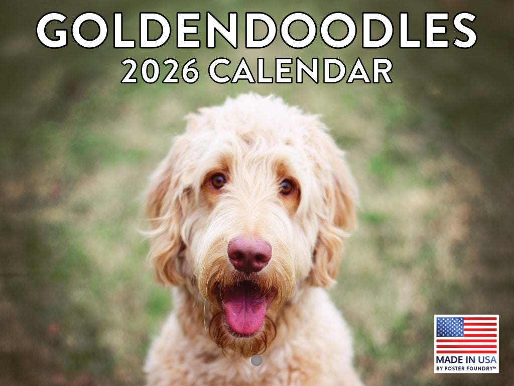 Goldendoodle Calendar 2026 Golden Doodle Monthly Wall Calender 12 Month | American Made In The USA 268005
