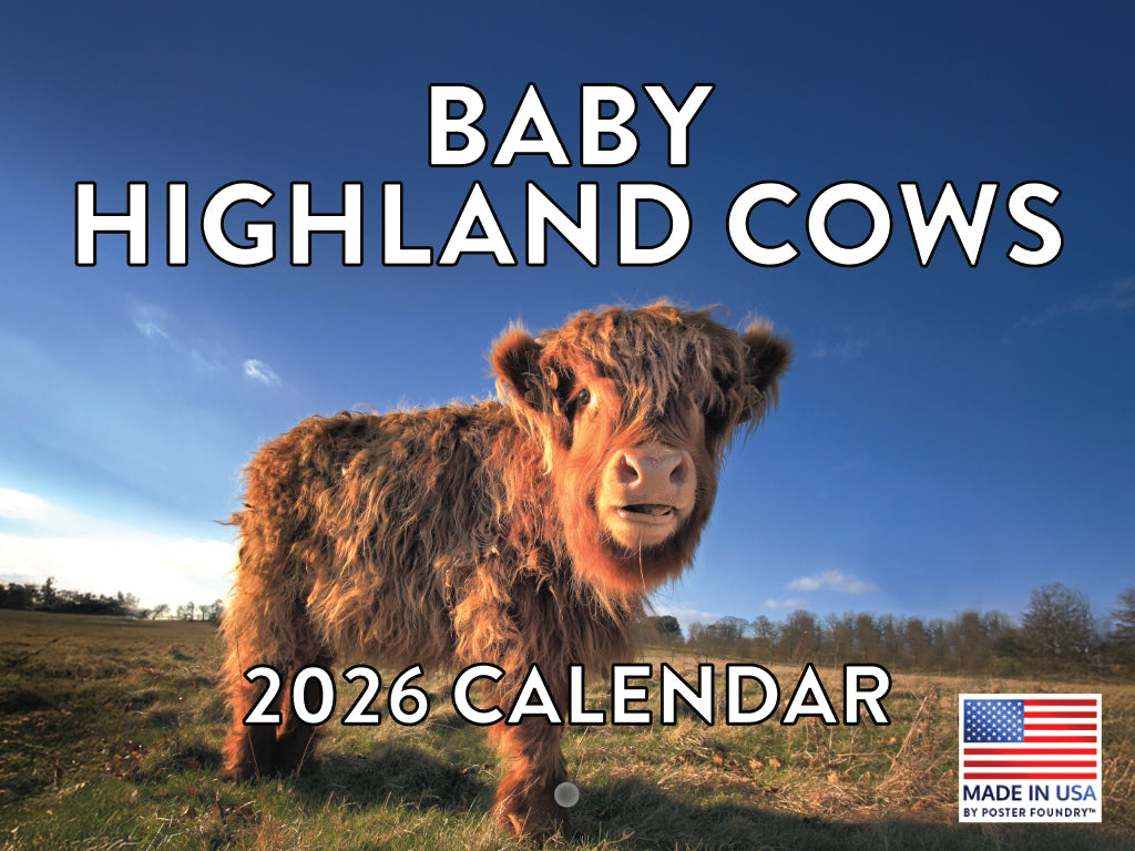 Baby Highland Cow Calendar 2026 Wall Cows Gifts For Cow Lovers Monthly Calender 12 Month | American Made In The USA 268138