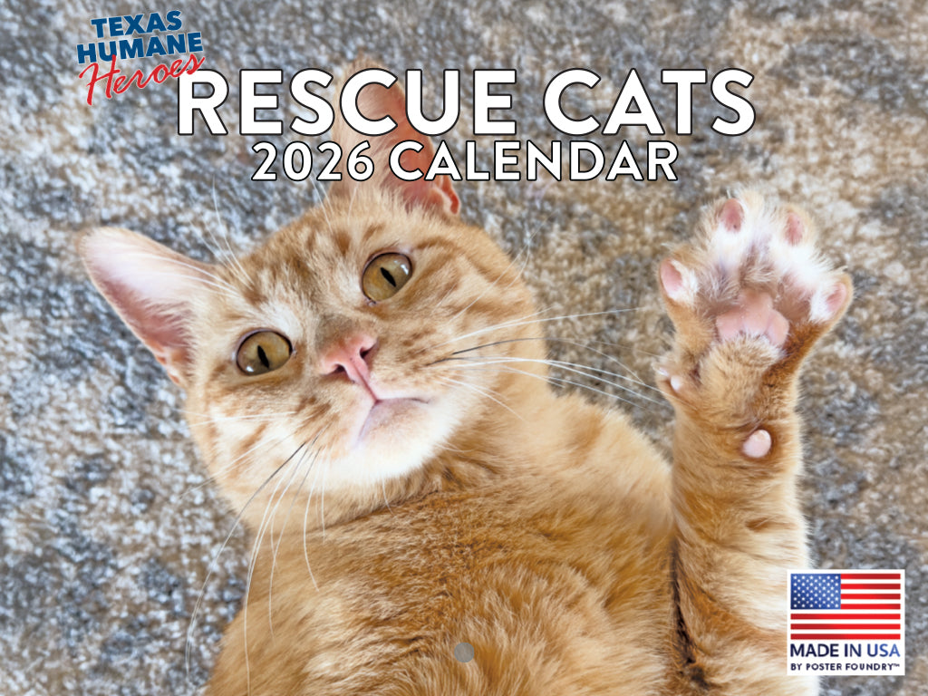 Rescue Cat Calendar 2026 Monthly Wall Calender 12 Month | American Made In The USA 268959