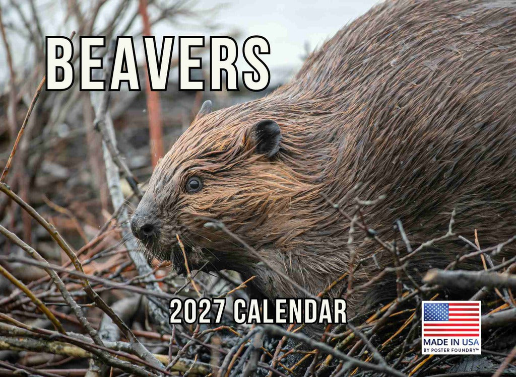 Beaver Calendar 2027 Monthly Wall Calender 12 Month | American Made In The USA 270416