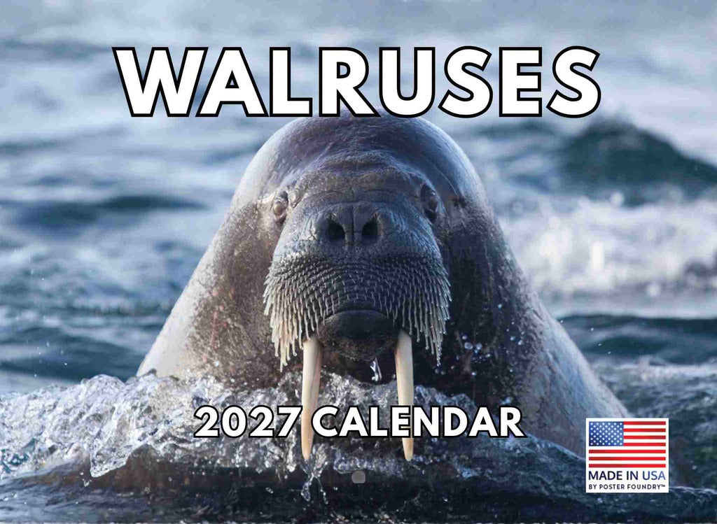Walrus Calendar 2027 Monthly Wall Calender 12 Month | American Made In The USA 270648