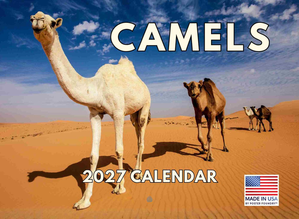 Camel Calendar 2027 Monthly Wall Calender 12 Month | American Made In The USA 270671
