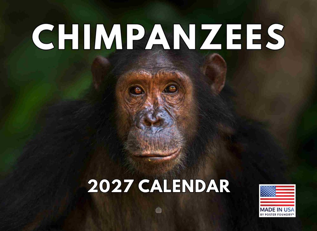 Chimpanzee Calendar 2027 Monthly Wall Calender 12 Month | American Made In The USA 270737