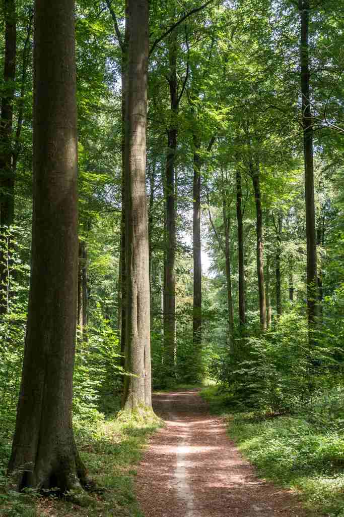 Nature Poster Forest Tall Trees Path Sunlit Scene Peace Portrait Woods Trail Pathway Cool Wall Art Print Poster 12x18 275022
