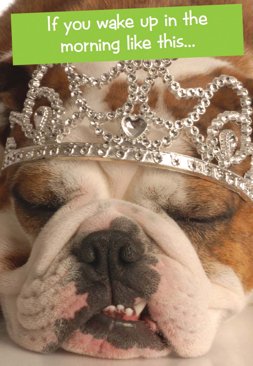 Quirky Critters- Tiara Dog-  General Birthday. Retail $2.99 Unit Quantity 6. Inside: Just assume it was a good night and move on.