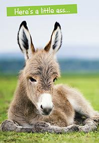 Quirky Critters- Donkey- General Birthday. Retail $2.99 . Inside: Just in case you don't get any tonight. Happy Birthday. 7440
