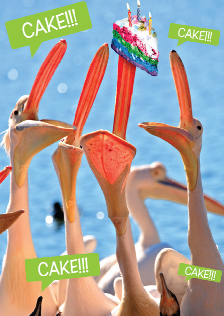 Quirky Critters- Pelicans- General Birthday. Retail $2.99 . Inside:Did someone say cake? Happy Birthday! 8299