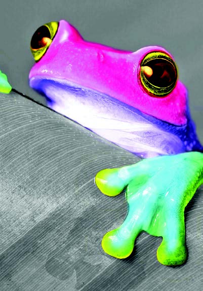 Tree frog blank card from the Vivid Jungle collection. Retail $2.99. Unit Quantity 6. Inside: BLANK