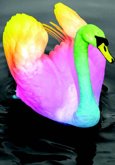 Swan blank card from the Vivid Jungle collection. Retail $2.99. . Inside: BLANK 8363
