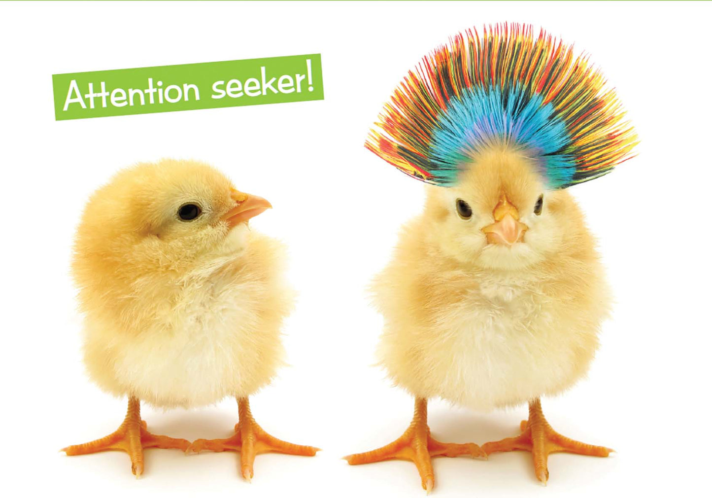Quirky Critters- Chicks- General Birthday. Retail $2.99 Unit Quantity 6. Inside: You'd think it was your birthday or something.