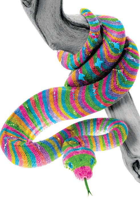 Snake blank card from the Vivid Jungle collection. Retail $2.99. Unit Quantity 6. Inside: BLANK