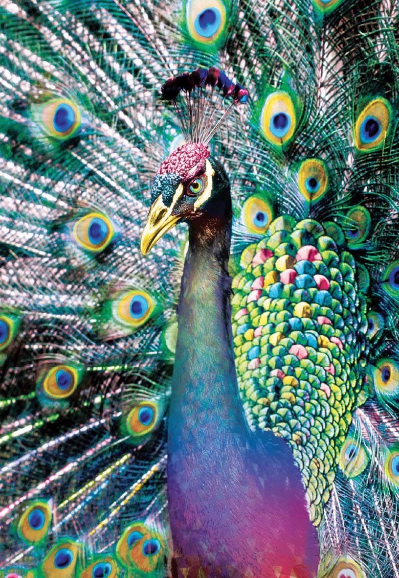 Peacock blank card from the Vivid Jungle collection. Retail $2.99. . Inside: BLANK 7093