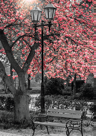 Cherry blossom blank card from the Concrete Jungle Collection. Retail $2.99. . Inside: BLANK 7765